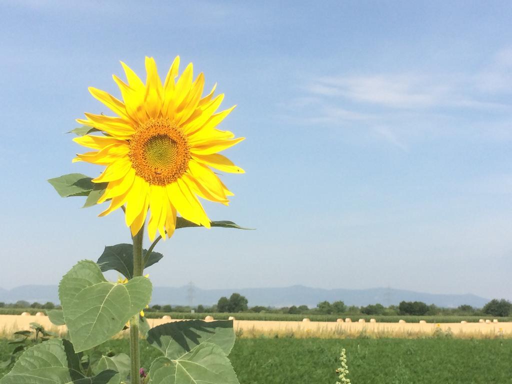Alte Heimat Schwegenheim Exterior foto